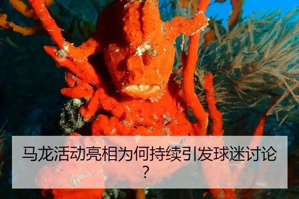 马龙活动亮相为何持续引发球迷讨论？